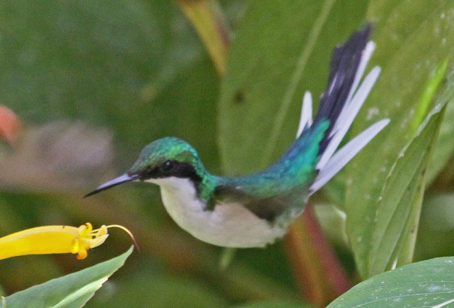 Photo (6): Purple-crowned Fairy