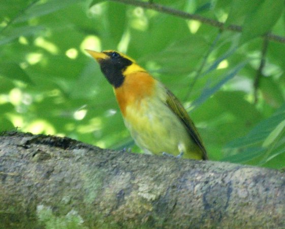 Photo (3): Guira Tanager
