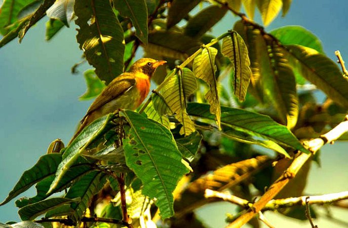 Photo (2): Guira Tanager