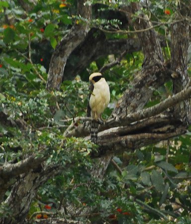 Photo (13): Laughing Falcon