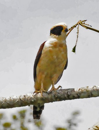 Photo (10): Laughing Falcon