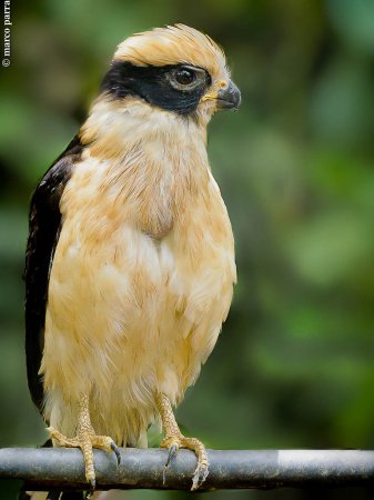 Photo (1): Laughing Falcon