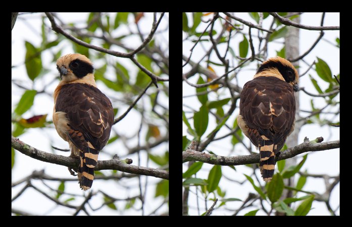 Photo (3): Laughing Falcon