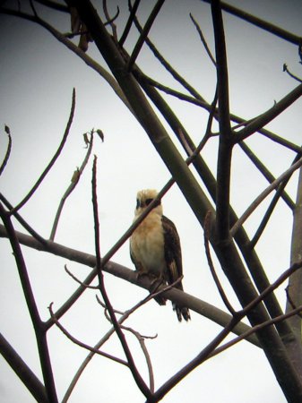 Photo (15): Laughing Falcon