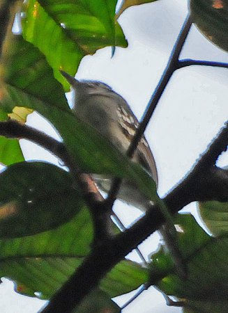 Photo (1): Roraiman Antwren