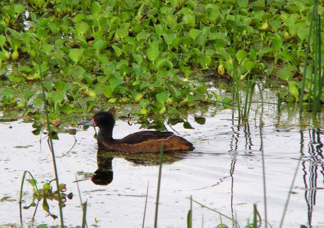 Photo (1): Black-headed Duck