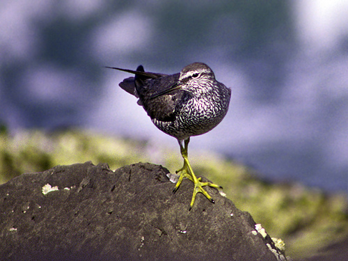 Photo (4): Wandering Tattler