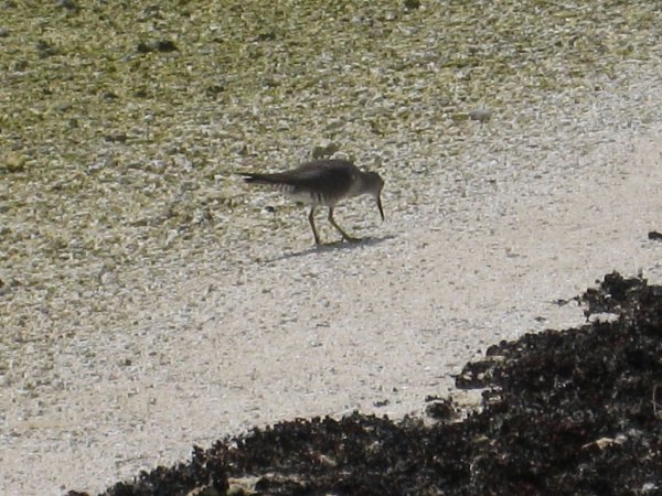 Photo (20): Wandering Tattler