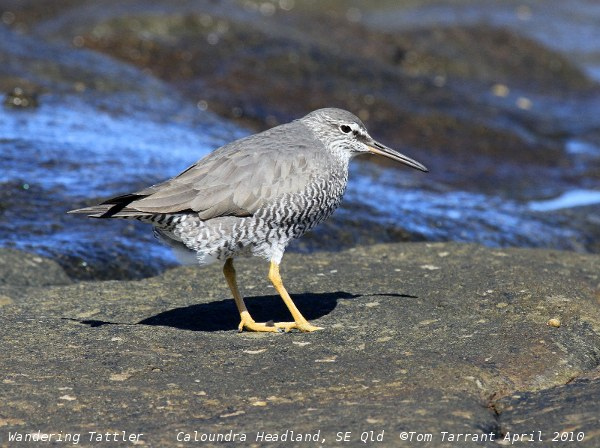 Photo (10): Wandering Tattler