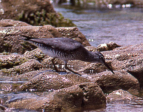 Photo (16): Wandering Tattler