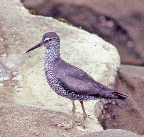 Photo (19): Wandering Tattler