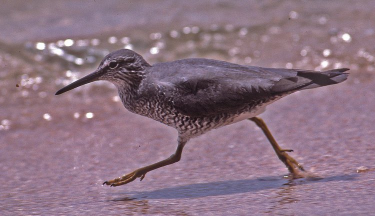 Photo (8): Wandering Tattler