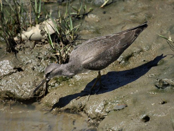 Photo (17): Wandering Tattler