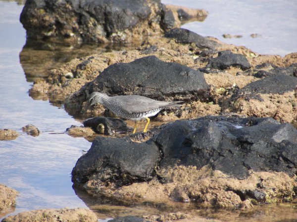 Photo (12): Wandering Tattler