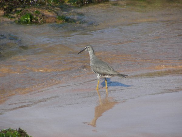 Photo (14): Wandering Tattler