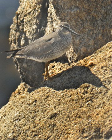 Photo (5): Wandering Tattler