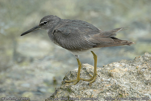 Photo (6): Wandering Tattler