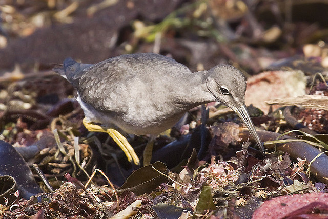 Photo (7): Wandering Tattler