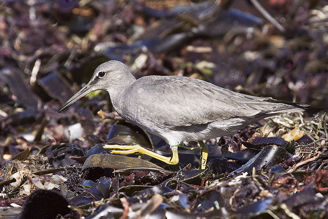 Photo (18): Wandering Tattler