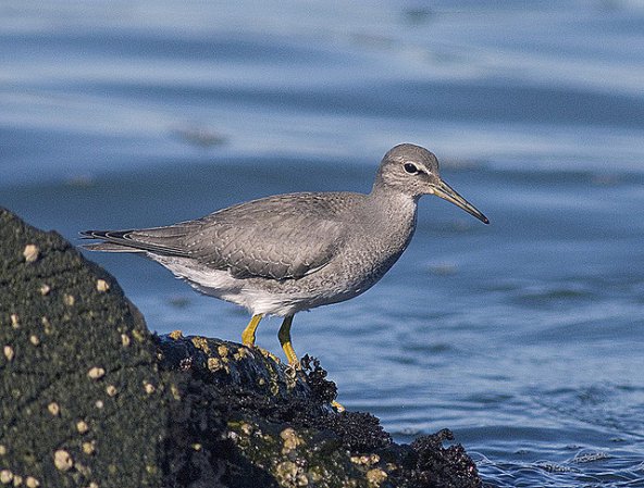 Photo (13): Wandering Tattler