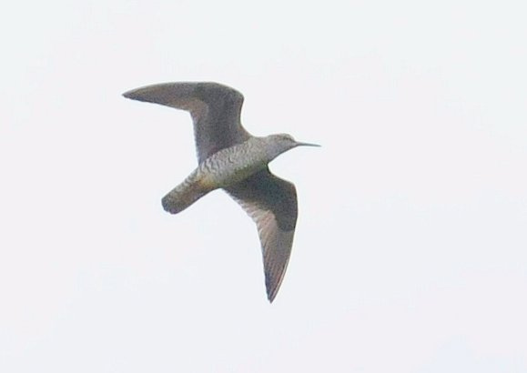Photo (15): Wandering Tattler