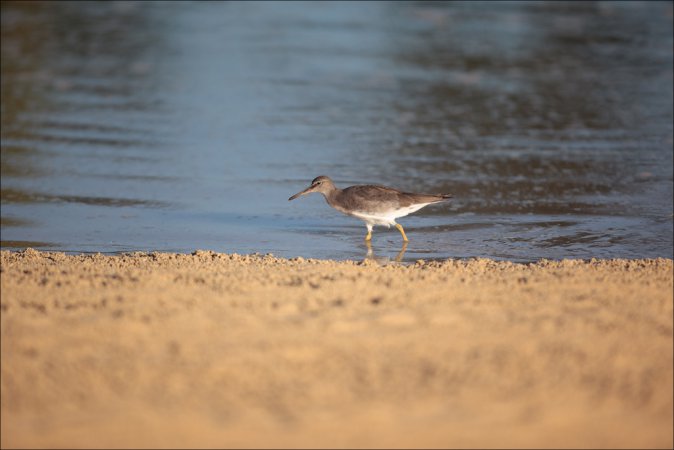 Photo (9): Wandering Tattler