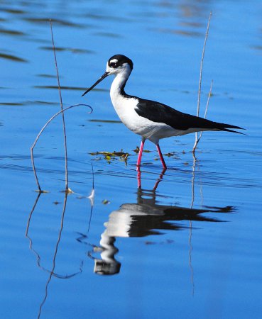 Photo (15): Black-necked Stilt