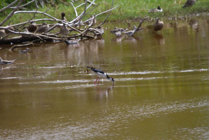 Photo (16): Black-necked Stilt