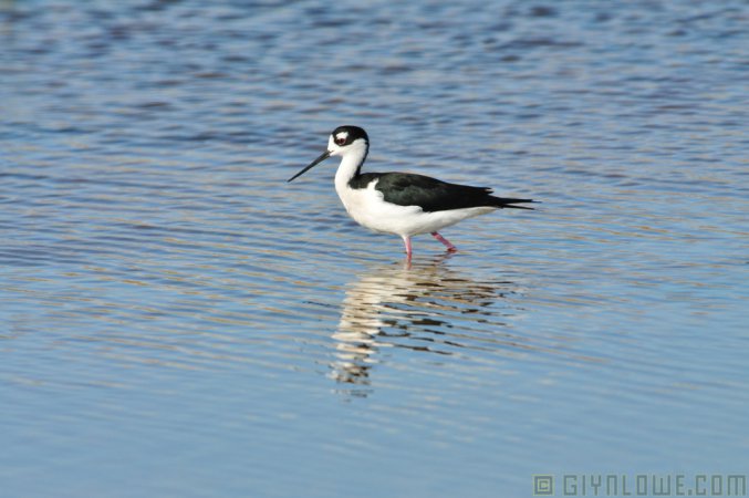 Photo (23): Black-necked Stilt