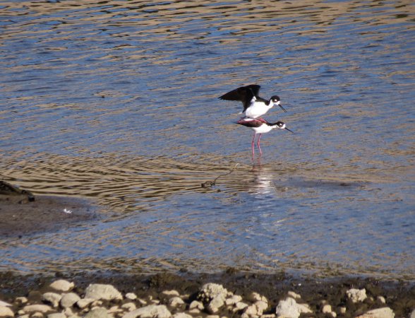 Photo (17): Black-necked Stilt