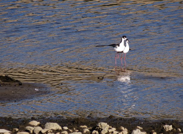 Photo (19): Black-necked Stilt
