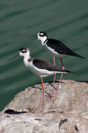 Photo (24): Black-necked Stilt