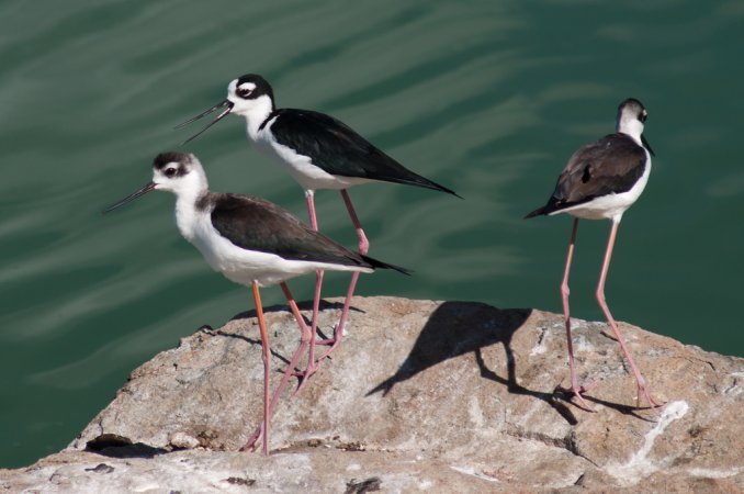 Photo (25): Black-necked Stilt