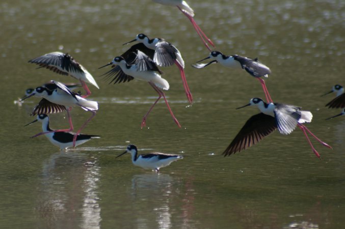 Photo (6): Black-necked Stilt