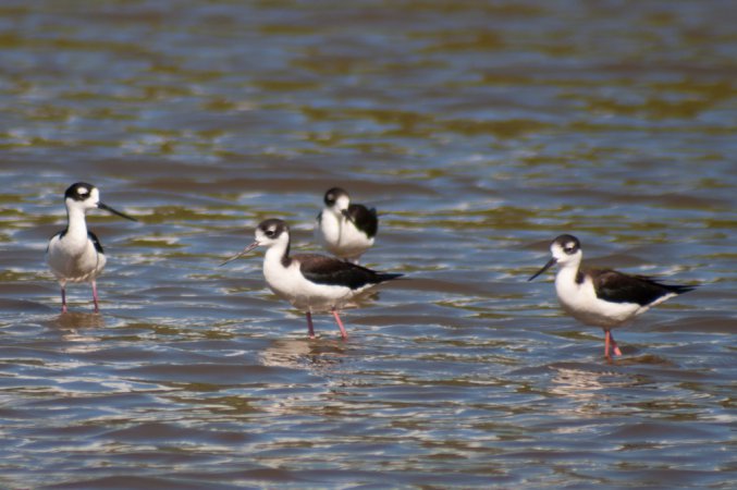 Photo (20): Black-necked Stilt