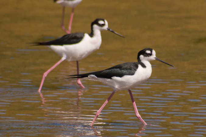 Photo (9): Black-necked Stilt