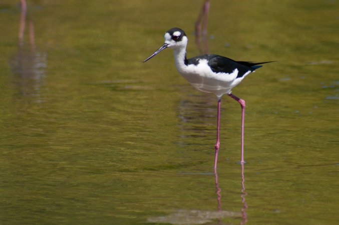 Photo (22): Black-necked Stilt