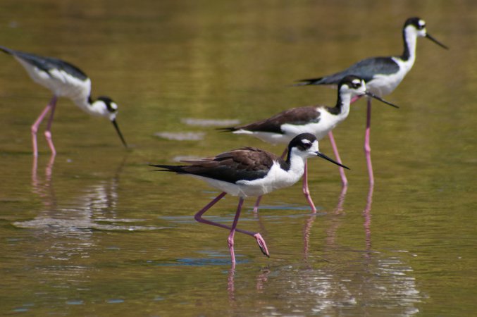 Photo (2): Black-necked Stilt