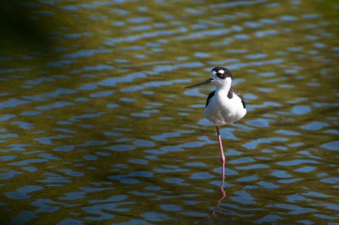 Photo (21): Black-necked Stilt