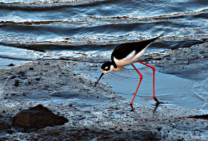 Photo (18): Black-necked Stilt