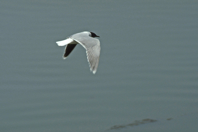 Photo (1): Little Gull