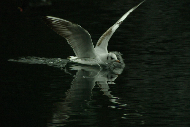 Photo (3): Little Gull