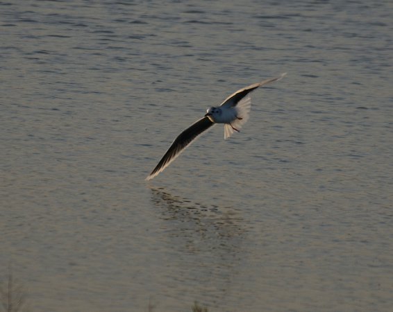 Photo (6): Little Gull