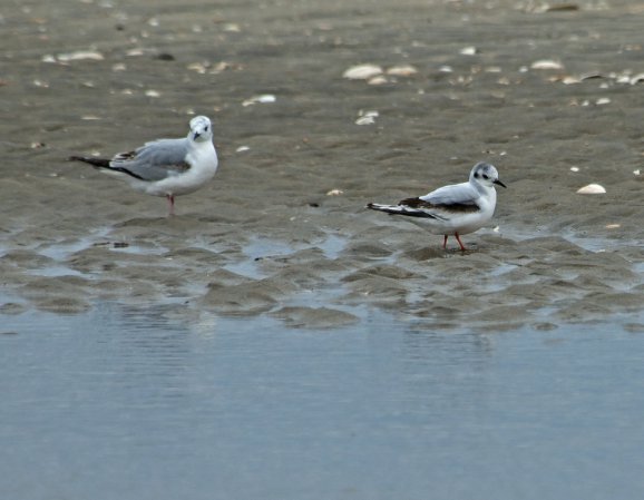 Photo (10): Little Gull