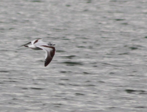 Photo (7): Little Gull