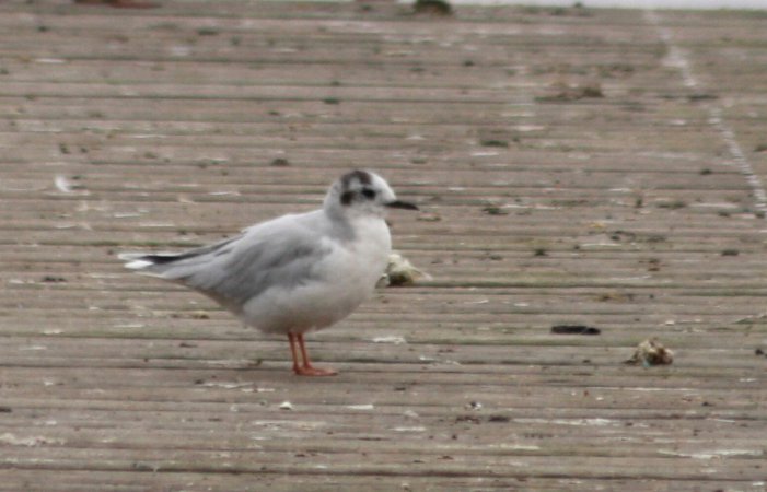 Photo (16): Little Gull