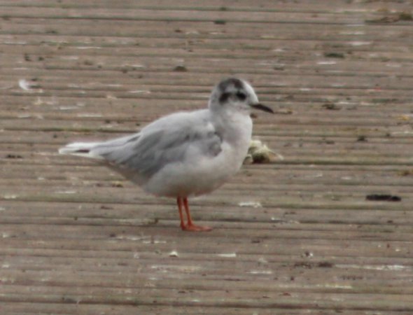 Photo (13): Little Gull