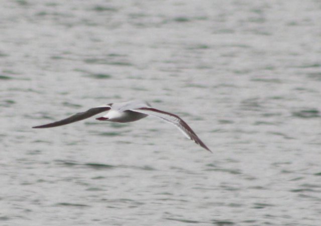 Photo (9): Little Gull