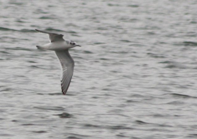 Photo (12): Little Gull