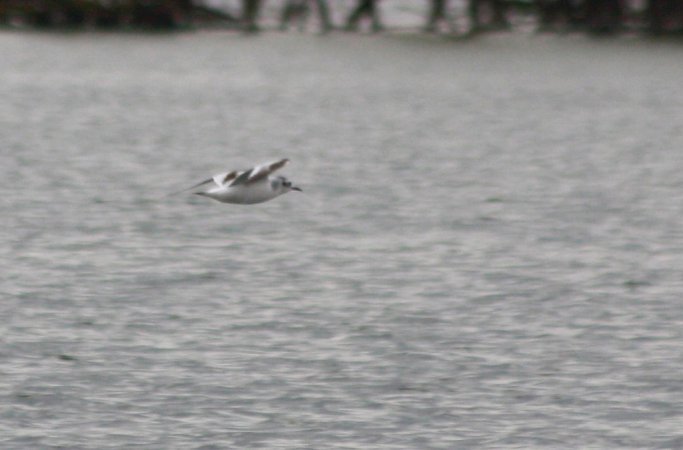 Photo (17): Little Gull